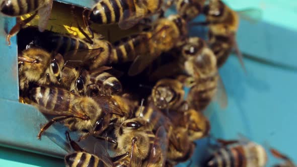 Farm honey production. Close up view of entranceof beehive with bees alt
