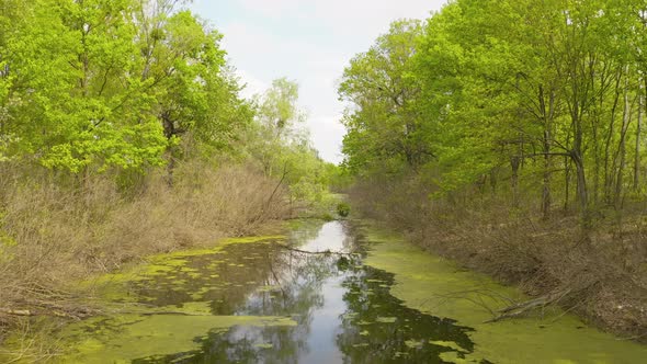 the River and Its Canals Surrounded By Oaks. Water Is Covered with Algae.
