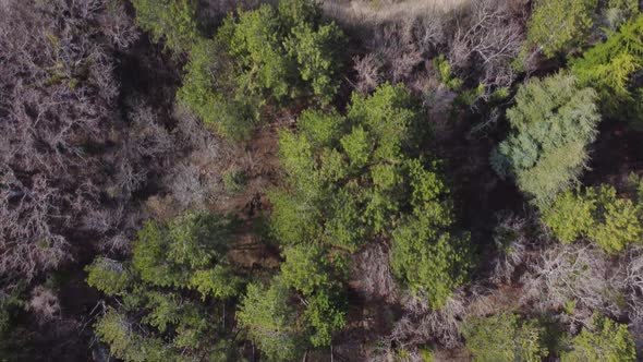 Top View of the Spring Forest and a Beautiful Small Blue Lake in the Mountains alt