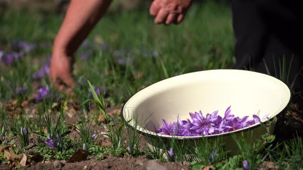 Saffron flowers. alt