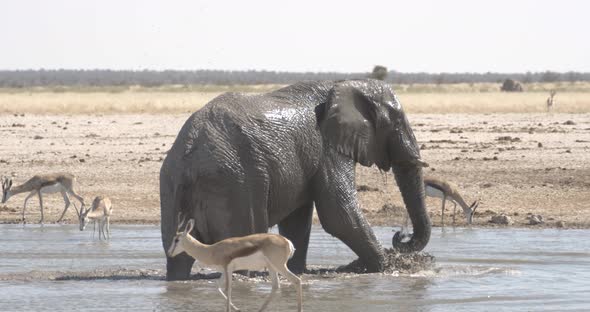 Huge African Elephant Bathing
