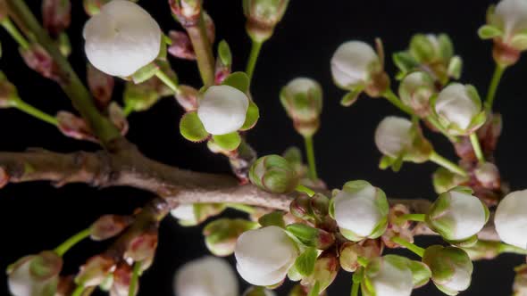 White Flowers Bloom on a Tree Branch alt