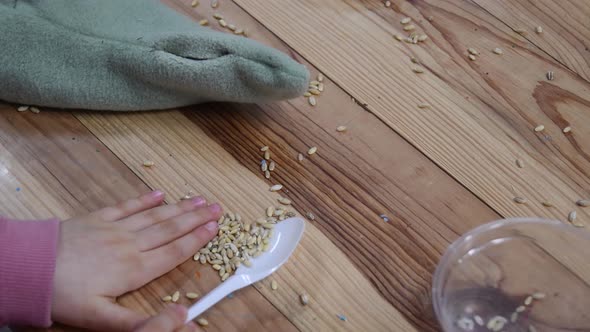 Kid Plays with Natural Wheat Grains Using Plastic Spoon to Gather It
