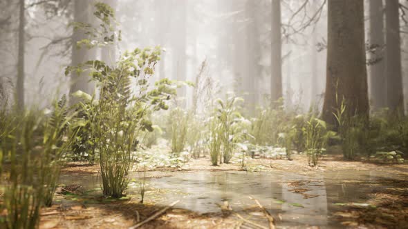 Sunbeams in Natural Spruce Forest alt