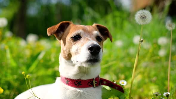 Jack Russel Terrier on Green Field