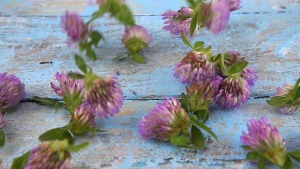Fresh flowers of clover drops on vintage light blue wooden tabletop. Slow motion. alt