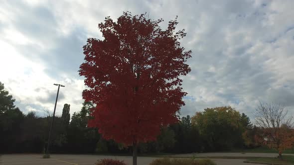 Red tree next to a parking lot alt