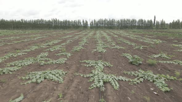 Aerial drone view flight over different agricultural fields sown in Samegrelo, Georgia alt