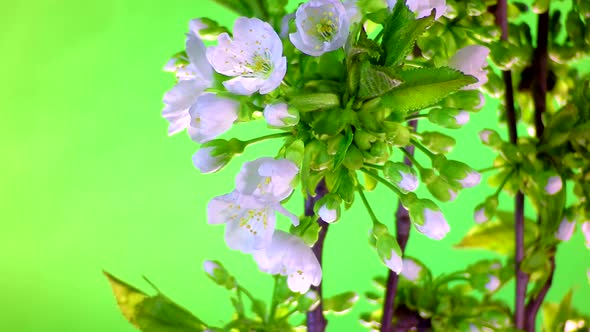 Sakura macro time lapse 4K.