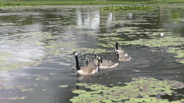 Canada geese with goslings swim in a pond