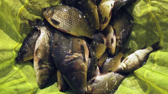 Live Fish Carp and Crucian Lies and Jumps in the Net of the Angler