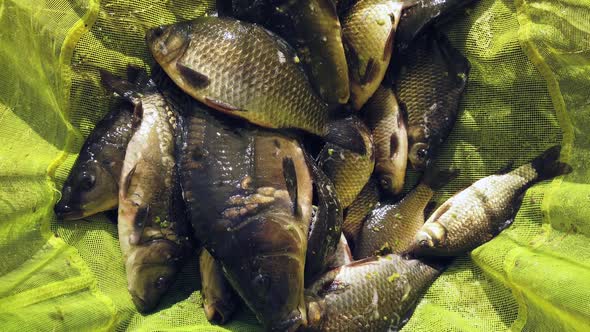 Live Fish Carp and Crucian Lies and Jumps in the Net of the Angler alt