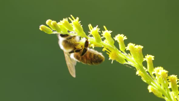 Bee Pollinating and Collects Nectar From the Flower of the Plant alt