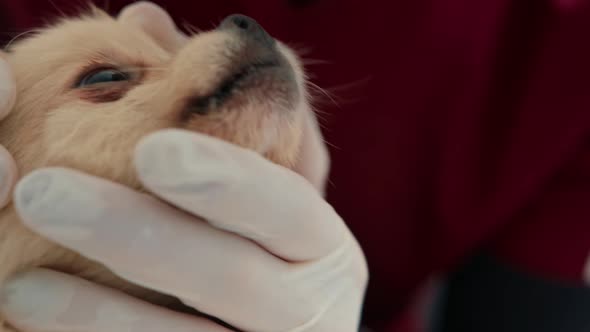 Veterinarian doctor conducts a health examination of a Spitz puppy dog in a veterinary clinic alt