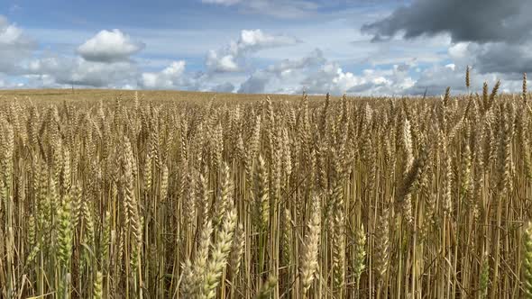 Wide field on which the golden rye or wheat is eared. New harvest, fertile land