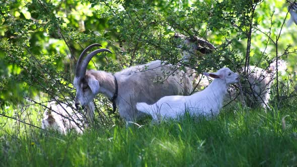 Goats on a pasture at green meadow