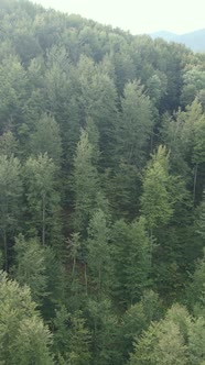 Carpathian Mountains alt