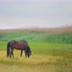 Horse grazing in a meadow - VideoHive Item for Sale