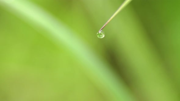 Drop of Dew on the Grass alt