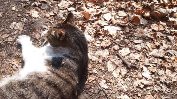 A cat lies on the ground and basks in the sun. Pets