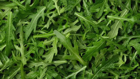 fresh arugula top view. arugula salad heathy food alt