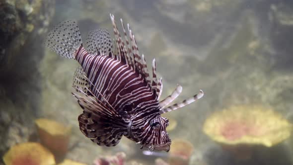 Common Lionfish swimming above coral reefs beautiful and dangerous animals. alt