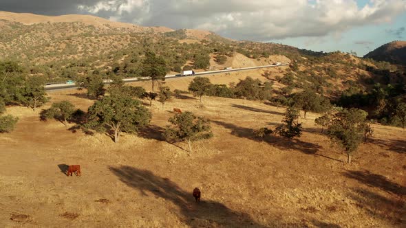 Aerial, cows grazing on desert grassland near California highway at golden hour alt