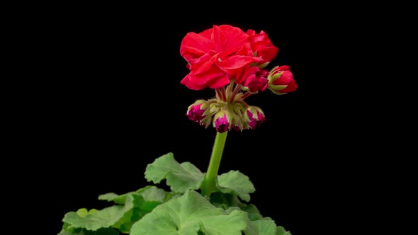 Time Lapse of Opening Red Geranium ( Pelargonium ) Flower alt