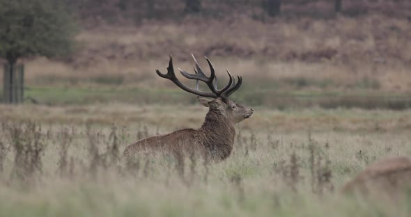 Real time shot of red dear at Richmond Park, UK