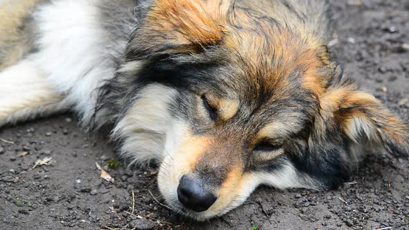 Shaggy Mongrel Lies in Damp Ground