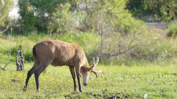 Largest deer species from South America, wild tawny marsh deer, blastocerus dichotomus grazing on gr alt