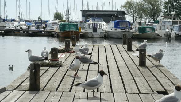 Seagulls on the sea shore.