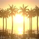 Palms Sunset - VideoHive Item for Sale