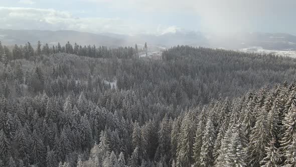 Winter Landscape with Spruse Trees of Snow Covered Forest in Cold Mountains alt