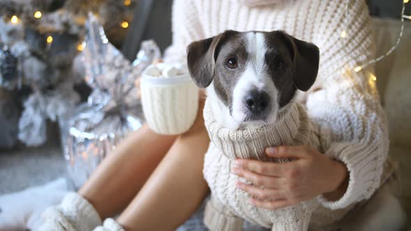 Woman And Dog In Knit Sweaters. Cozy Winter Christmas Concept. alt