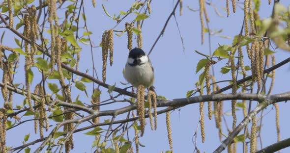 Coal Tit Small Song Bird In Spring Silver Birch Tree With Catkins
