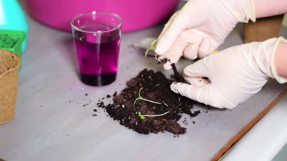 Dipping seedling root into permanganic acid solution alt