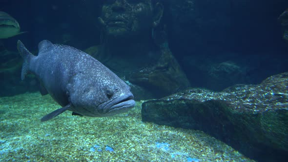 Big Grey Fish with Round Eyes and Large Mouth Swims Over the Stony Bottom Underwater