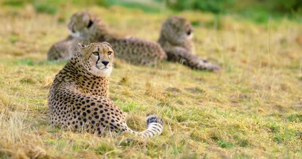 Cheetah Mother with Cubs Looks After Enemies