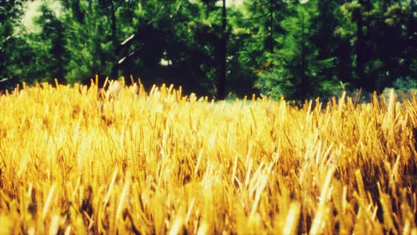 Scene of Sunset or Sunrise on the Field with Young Rye or Wheat in the Summer alt