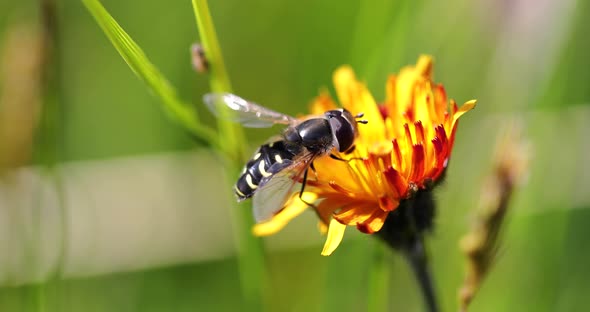 Bee Collects Nectar from Flower Crepis Alpina alt