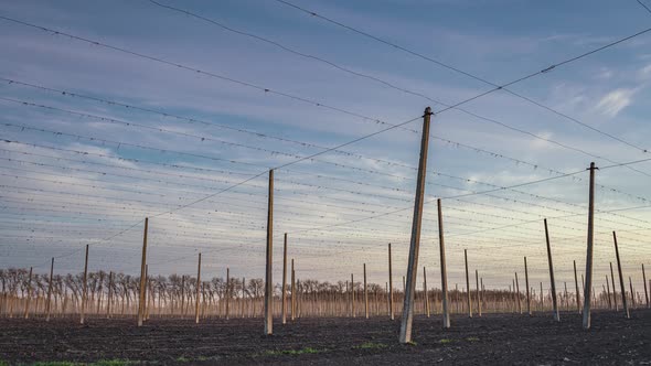 Pillars for the Growth of Hops at Sunset