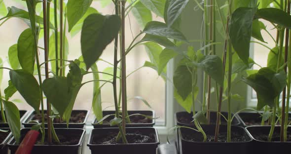 Faceless Person Watering Young Pepper Sprouts Growing on Windowsill Slow Motion