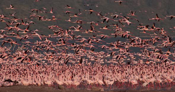 Lesser Flamingo, phoenicopterus minor, Group in Flight, Taking off from Water alt