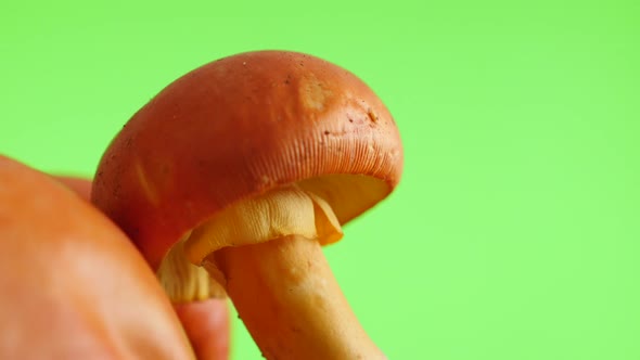 Lot of  Amanita caesarea mushroom green screen slow tilt natural 4K 2160p UltraHD fps footage - High alt