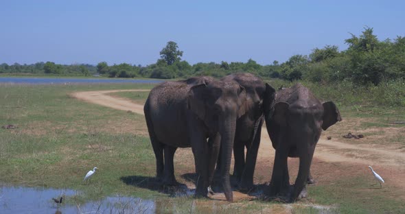 Elephants Splashing Mud in the National Park of Sri Lanka