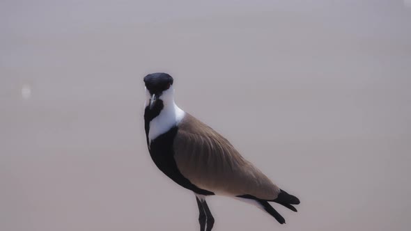 Lapwing bird standing by the lake water alt