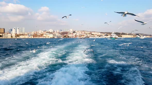 Flock Of Seagulls Over Bosphorus
