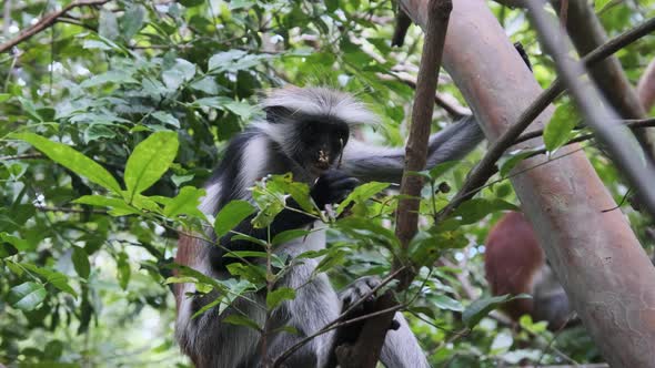 Red Colobus Monkey Sitting on Branch in Jozani Tropical Forest Zanzibar Africa alt