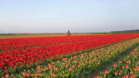 Aerial view of a colourful field in Waasland, Belgium. alt
